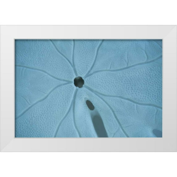 Millet, Karyn 24x17 White Modern Wood Framed Museum Art Print Titled - Sand Dollar II