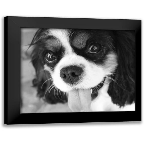 Millet, Karyn 24x20 Black Modern Framed Museum Art Print Titled - King Charles Spaniel Black and White