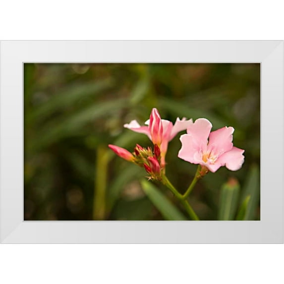 Millet, Karyn 32x23 White Modern Wood Framed Museum Art Print Titled - Buds of Pink