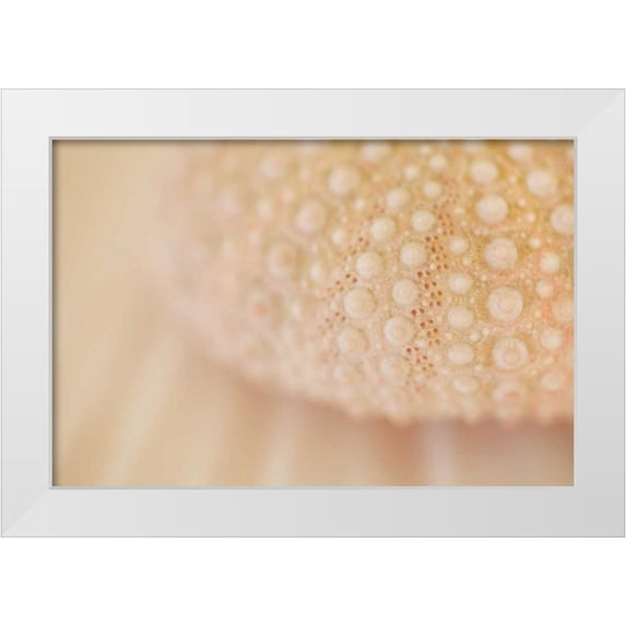 Millet, Karyn 32x23 White Modern Wood Framed Museum Art Print Titled - Ocean Treasures XV
