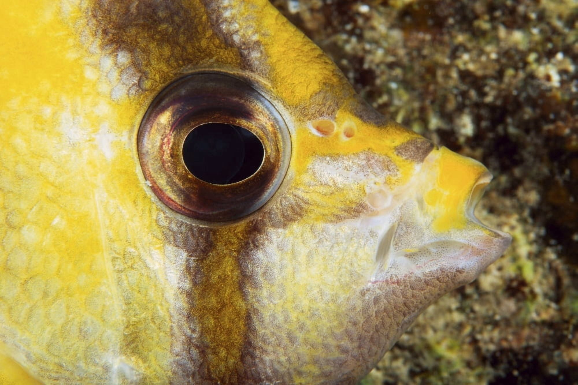 Milletseed Butterflyfish (Chaetodon Miliaris) Close-Up Eye Detail Canvas Art - Dave Fleetham Design Pics (19 x 12)