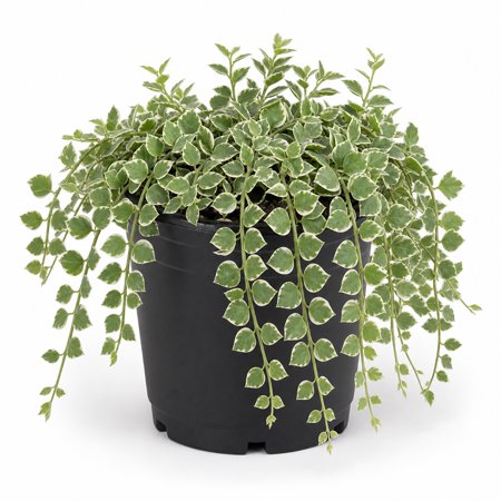 Million Hearts Plant - Single - 4 Inch Pot - Dischidia Ruscifolia