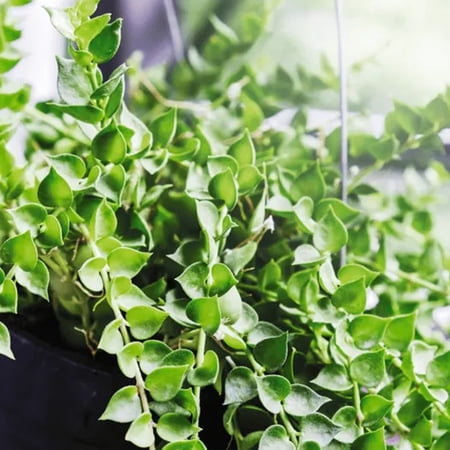 Million Hearts Plant - Single - 4 Inch Pot - Dischidia Ruscifolia
