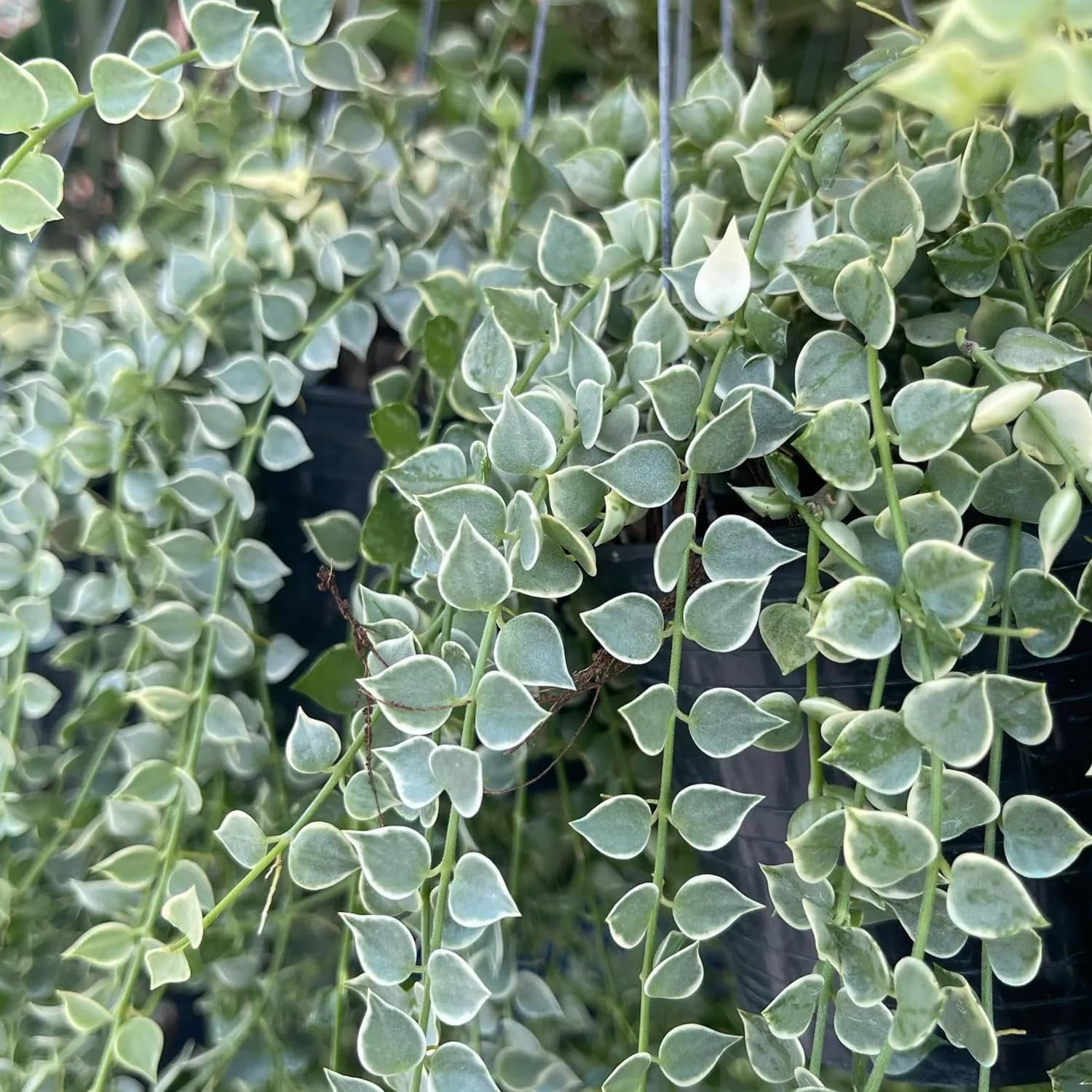 Million Hearts Plant - Variegated - Live Starter Plant in a 2 Inch Grower's Pot - Dischidia Ruscifolia Variegata - Elegant Indoor Outdoor Succulent Easy Care
