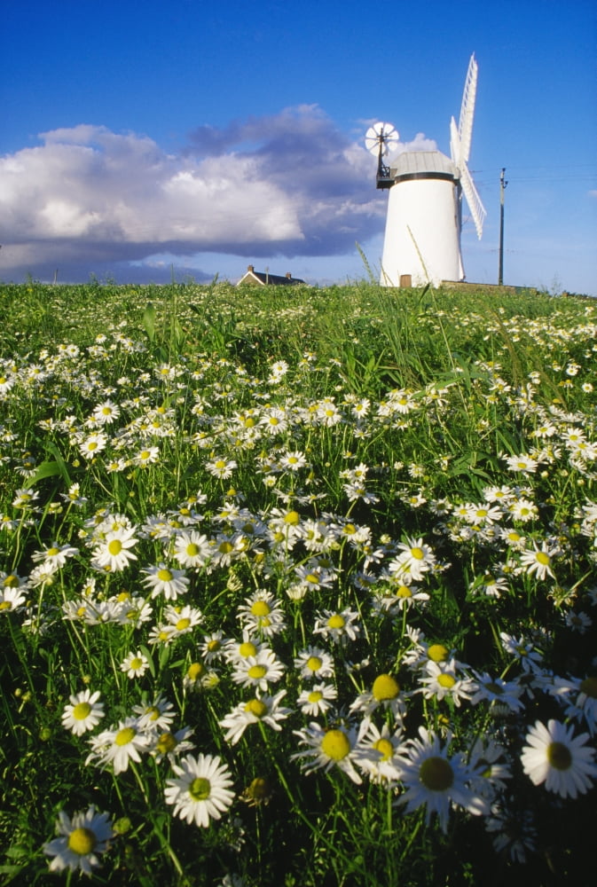 Millisle County Down Ireland Ballycopeland Windmill Canvas Art - Richard Cummins Design Pics (12 x 18)