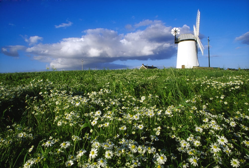 Millisle County Down Ireland Ballycopeland Windmill Canvas Art - Richard Cummins Design Pics (36 x 24)
