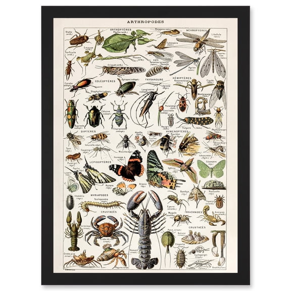 Millot Encyclopedia Arthropods Exoskeletal Animals Nature Artwork Framed Wall Art Print A4