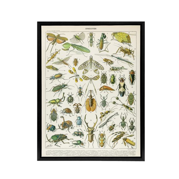 Millot Encyclopedia Page Beetles Insects Black Framed Canvas Art Print 12X16"