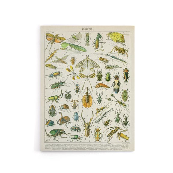 Millot Encyclopedia Page Beetles Insects Canvas Wall Art Print 12X16"