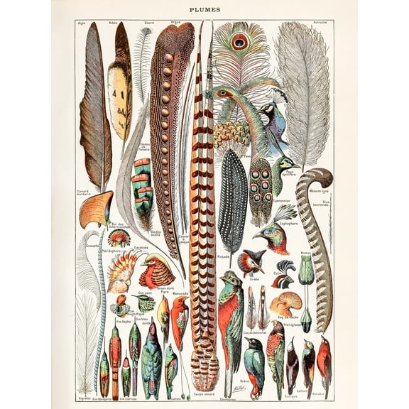 Millot Encyclopedia Page Birds Feathers Plumage Extra Large XL Wall Art Poster Print