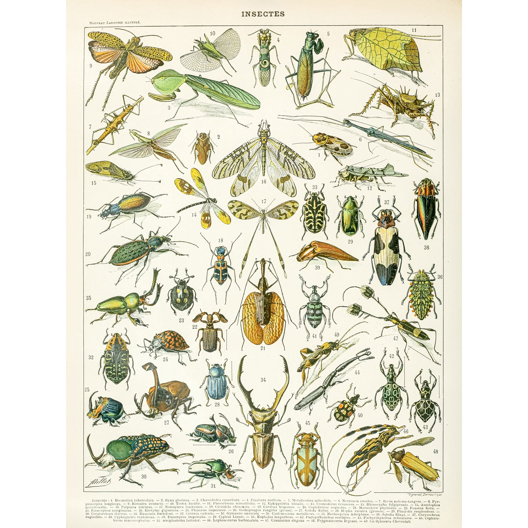 Millot Encyclopedia Page Insects Beetles Extra Large XL Wall Art Poster ...