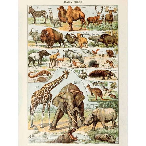 Millot Encyclopedia Page Mammals Camel Giraffe Extra Large XL Wall Art Poster Print