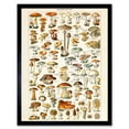 thumbnail image 1 of Millot Encyclopedia Page Mushrooms Fungus Illustration Framed Wall Art Picture Print 12x16 inch, 1 of 5