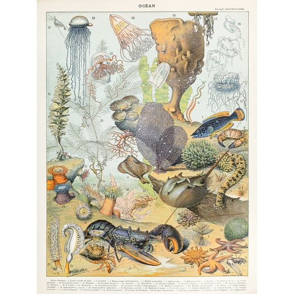 Millot Encyclopedia Page Ocean Animals Extra Large XL Wall Art Poster Print