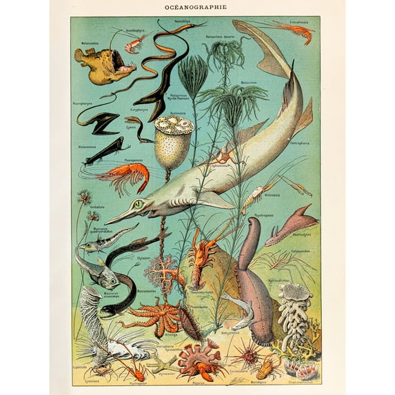 Millot Encyclopedia Page Ocean Fish Shark Extra Large XL Wall Art Poster Print
