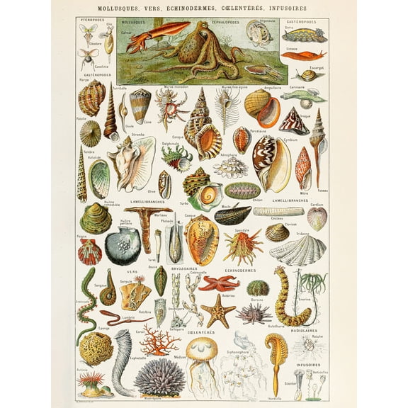 Millot Encyclopedia Page Shells Molluscs Extra Large XL Wall Art Poster Print