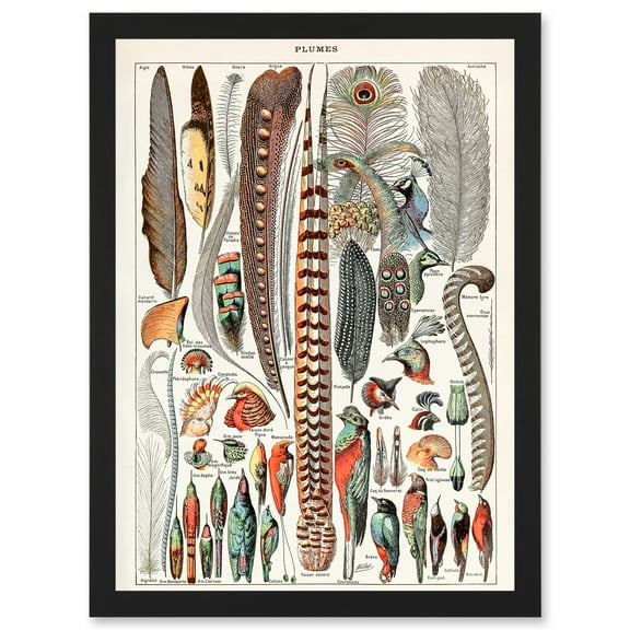 Millot Encyclopedia vintage Birds Feathers Plumage Nature Artwork Framed Wall Art Print A4