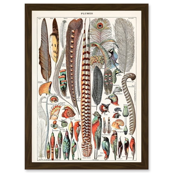 Millot Encyclopedia vintage Birds Feathers Plumage Nature Artwork Framed Wall Art Print A4