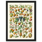 Millot Encyclopedia vintage Fruit Grape Pineapple Nature Artwork Framed Wall Art Print A4