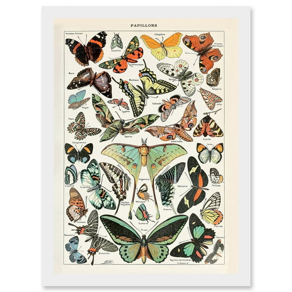 Millot Encyclopedia vintage Variety Butterflies Moths Nature Artwork Framed Wall Art Print A4