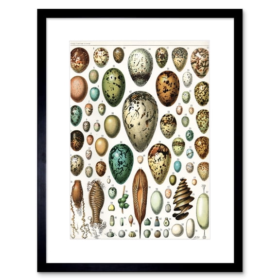 Millot Various Bird Eggs Framed Wall Art Print