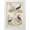 thumbnail image 1 of Milne 11x14 White Modern Wood Framed Museum Art Print Titled - Ibis Family, 1 of 4