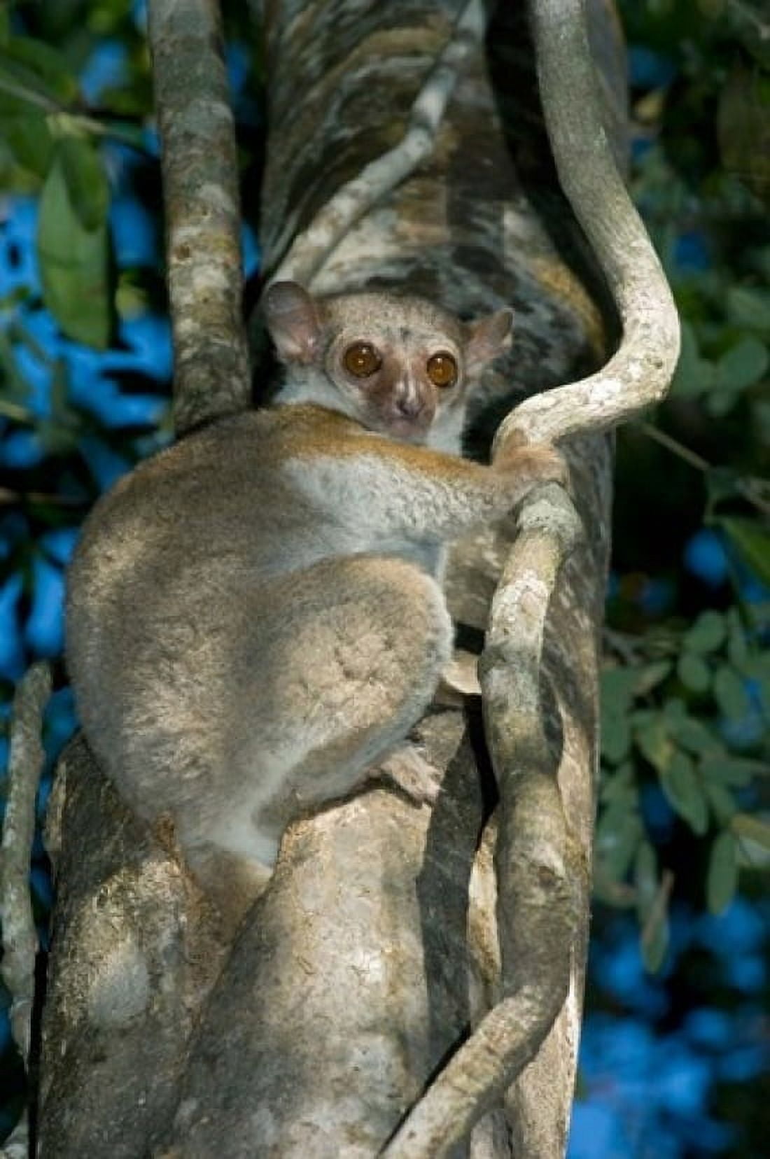 Milne-Edwards Sportive Lemur Madagascar Canvas Art - Kevin Schafer DanitaDelimont (11 x 17)