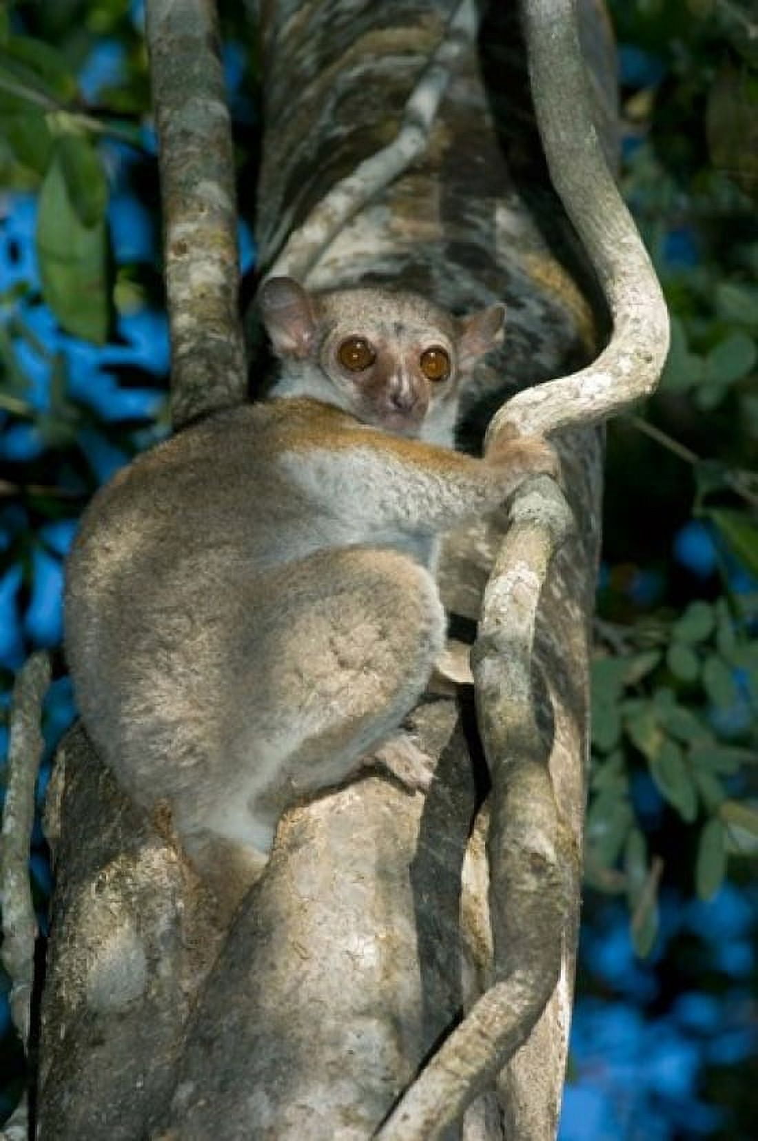 Milne-Edwards Sportive Lemur Madagascar Canvas Art - Kevin Schafer DanitaDelimont (23 x 35)