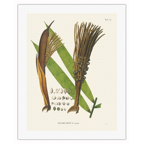 Milpesillo Palm Tree (Oenocarpus Minor) - Vintage Botanical Illustration by Carl Friedrich Philipp von Martius c.1820s - Fine Art Rolled Canvas Print 20in x 26in