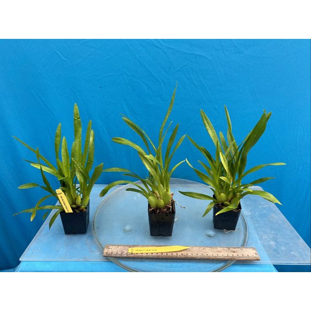 Miltoniopsis Dee Fujitake ‘Kaley Cat’ Purple Pink Amber BS Orchid