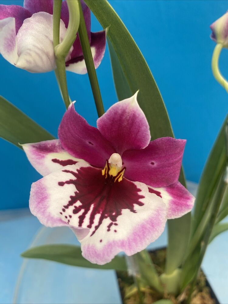 Miltoniopsis Lennart Karl Gottling Red Rim 2 SPIKES Orchid Hybrid 4