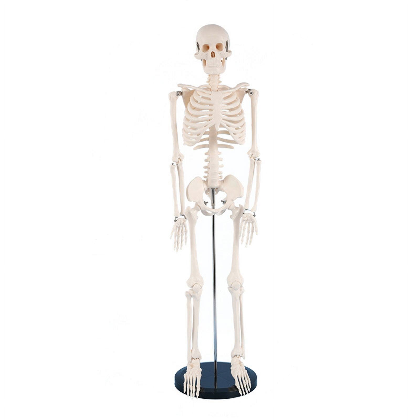 Milue Anatomical Human Skeleton Model 1/2 Life Size for Hospital Medical Lecture Use