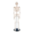 thumbnail image 1 of Milue Anatomical Human Skeleton Model 1/2 Life Size for Hospital Medical Lecture Use, 1 of 10