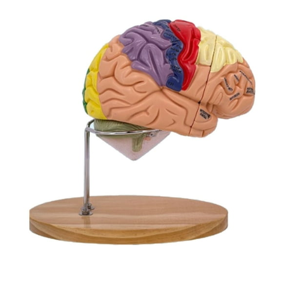 Milue Brain Model for Hospital Lab, Brain Anatomy Model Brain Anatomy Model