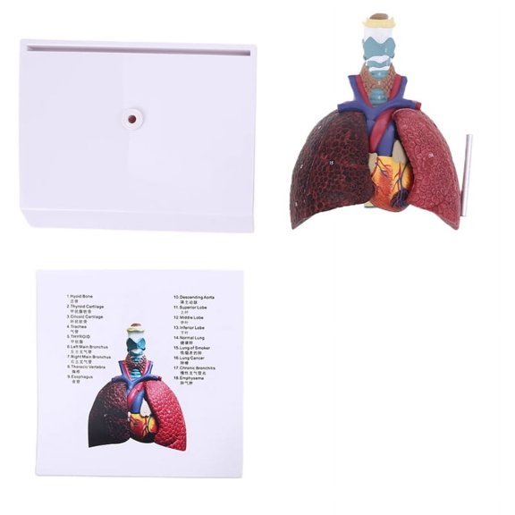 Milue Life Size Human Lung Model Anatomical Respiratory System Anatomy Teaching Tool