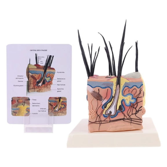 Milue Sick Dog Canine Skin Anatomical Model Veterinary Vet Anatomy Display Teaching Study Research