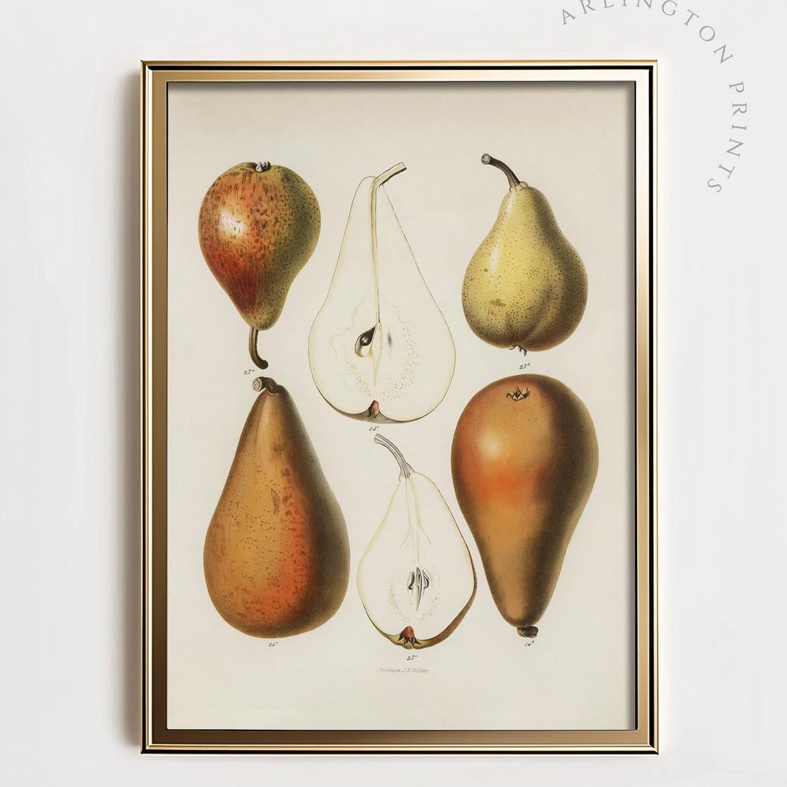 Miluva Vintage Fruit Kitchen Art Printable Brown Pears Decor Antique miluva-vintage-fruit-kitchen-art-printable-brown-pears-decor-antique