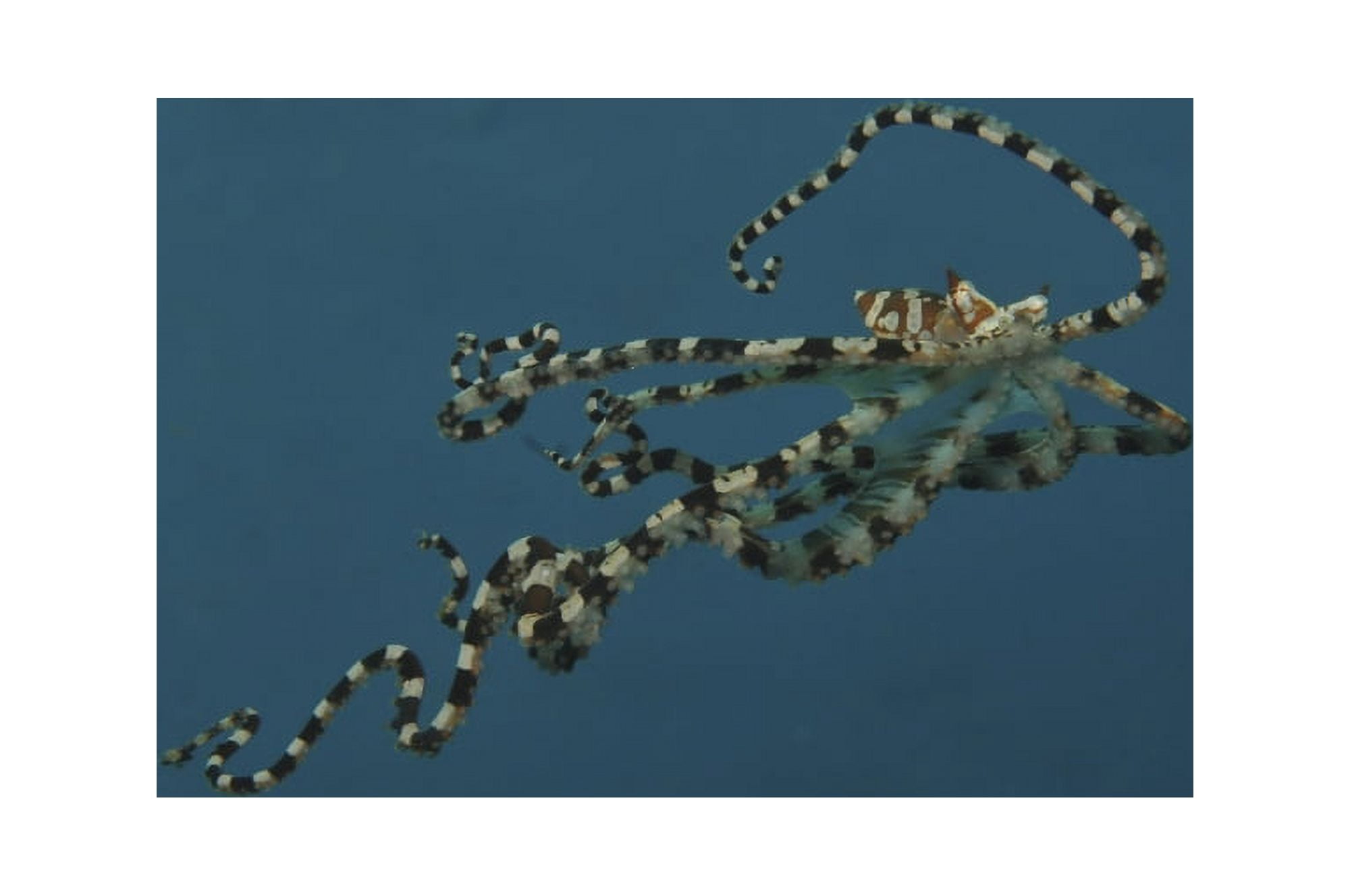 Mimic Octopus North Sulawesi Indonesia Canvas Art - Mathieu MeurStocktrek Images (18 x 12)