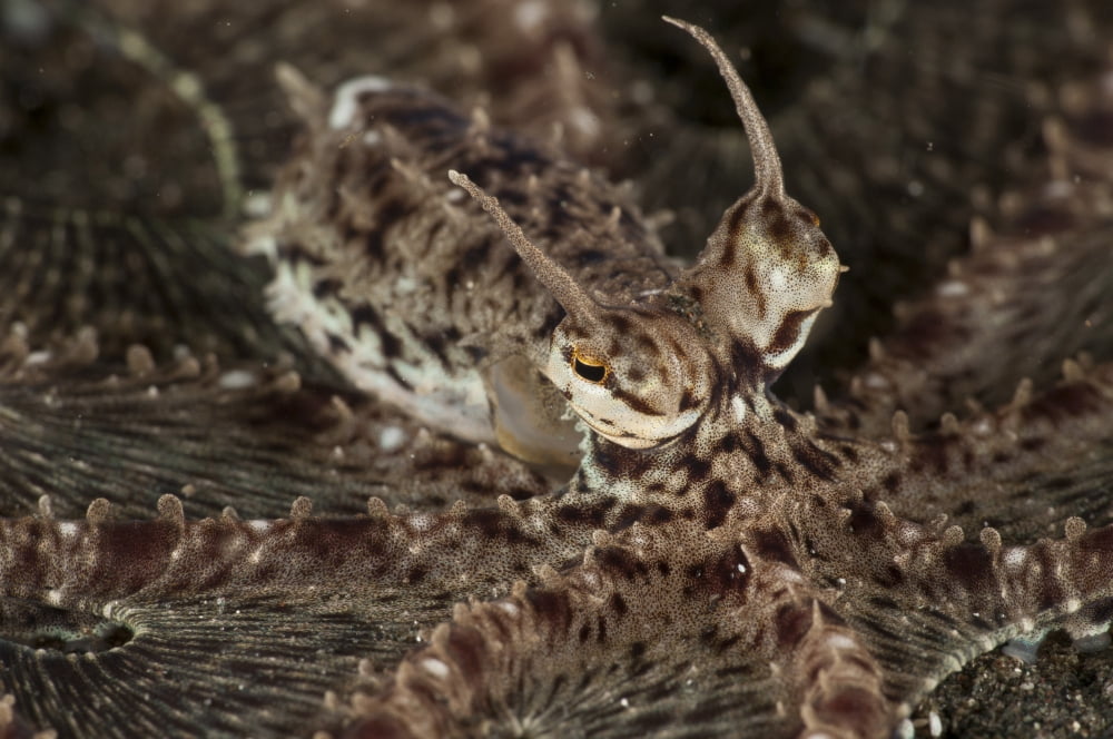 Mimic Octopus North Sulawesi Indonesia Canvas Art - Mathieu MeurStocktrek Images (35 x 23)