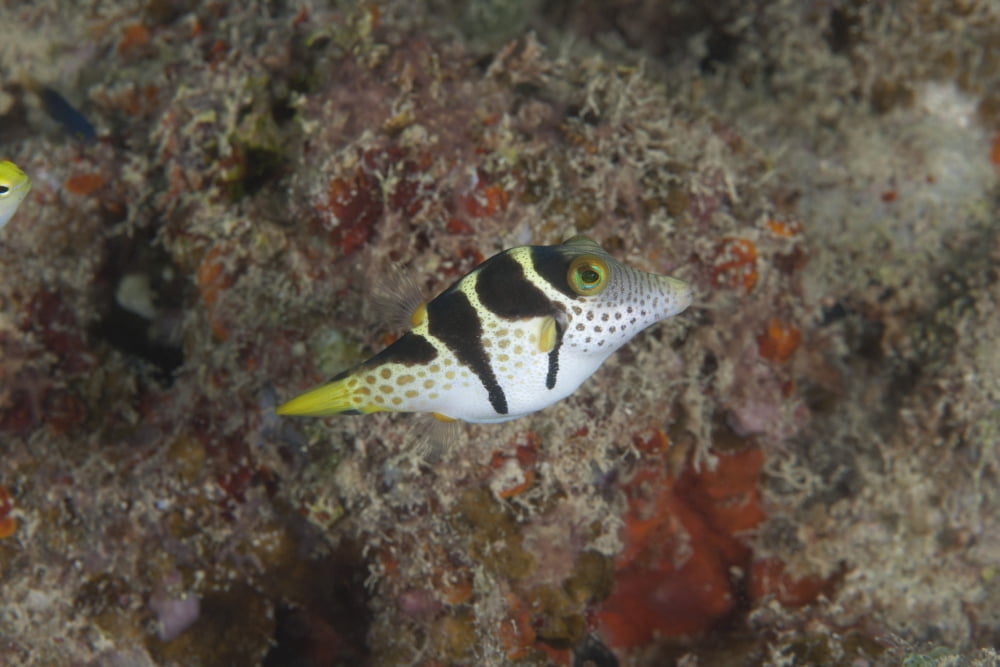 Mimic filefish Beqa Lagoon Fiji Canvas Art - Terry MooreStocktrek Images (18 x 12)