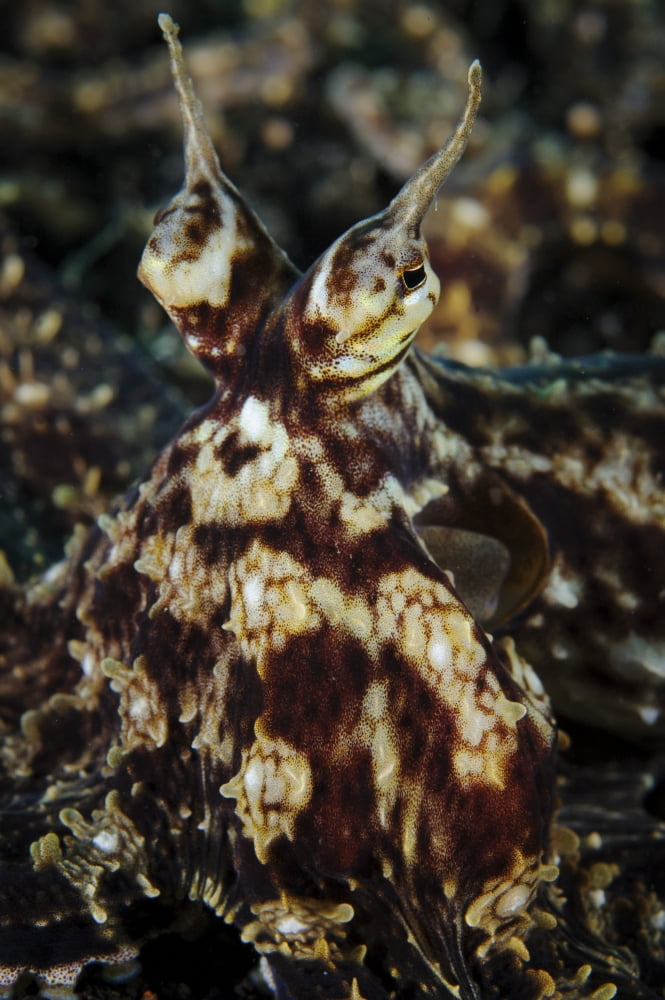 Mimic octopus facial view Lembeh Strait Indonesia Canvas Art - Steve JonesStocktrek Images (23 x 35)