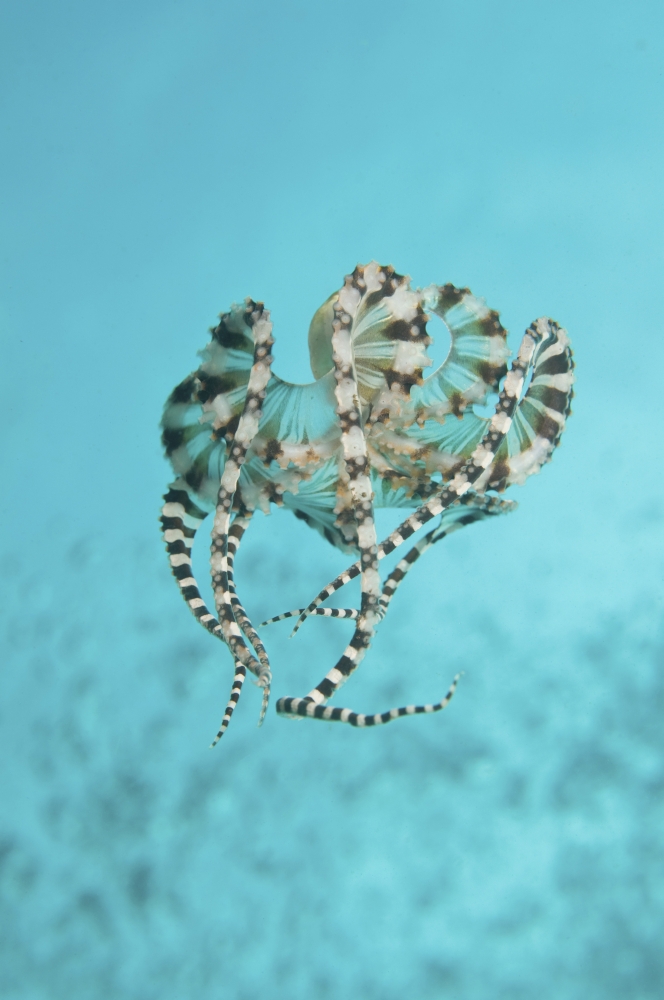 Mimic octopus parachuting down North Sulawesi Indonesia Canvas Art - Mathieu MeurStocktrek Images (12 x 18)