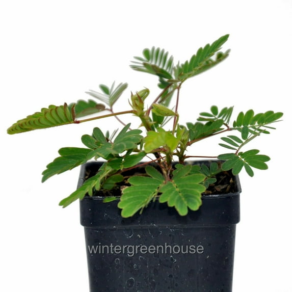 Mimosa Pudica, Sensitive Plant - Pot Size: 3" (2.6x3.5") - Flowers, House Plants