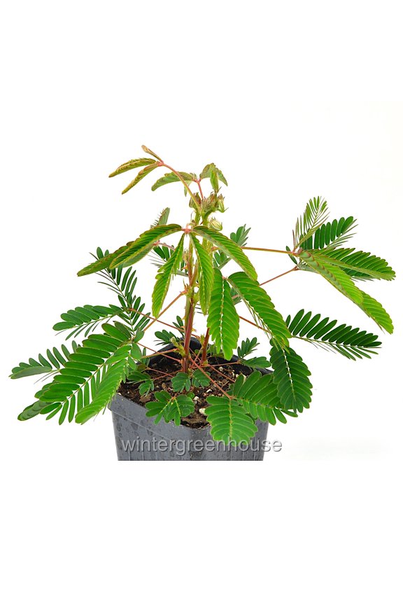 Mimosa Pudica, Sensitive Plant - Pot Size: 3" (2.6x3.5") - Flowers, House Plants
