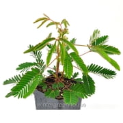 Mimosa Pudica, Sensitive Plant - Pot Size 3 2.6x3.5 - Flowers, House Plants