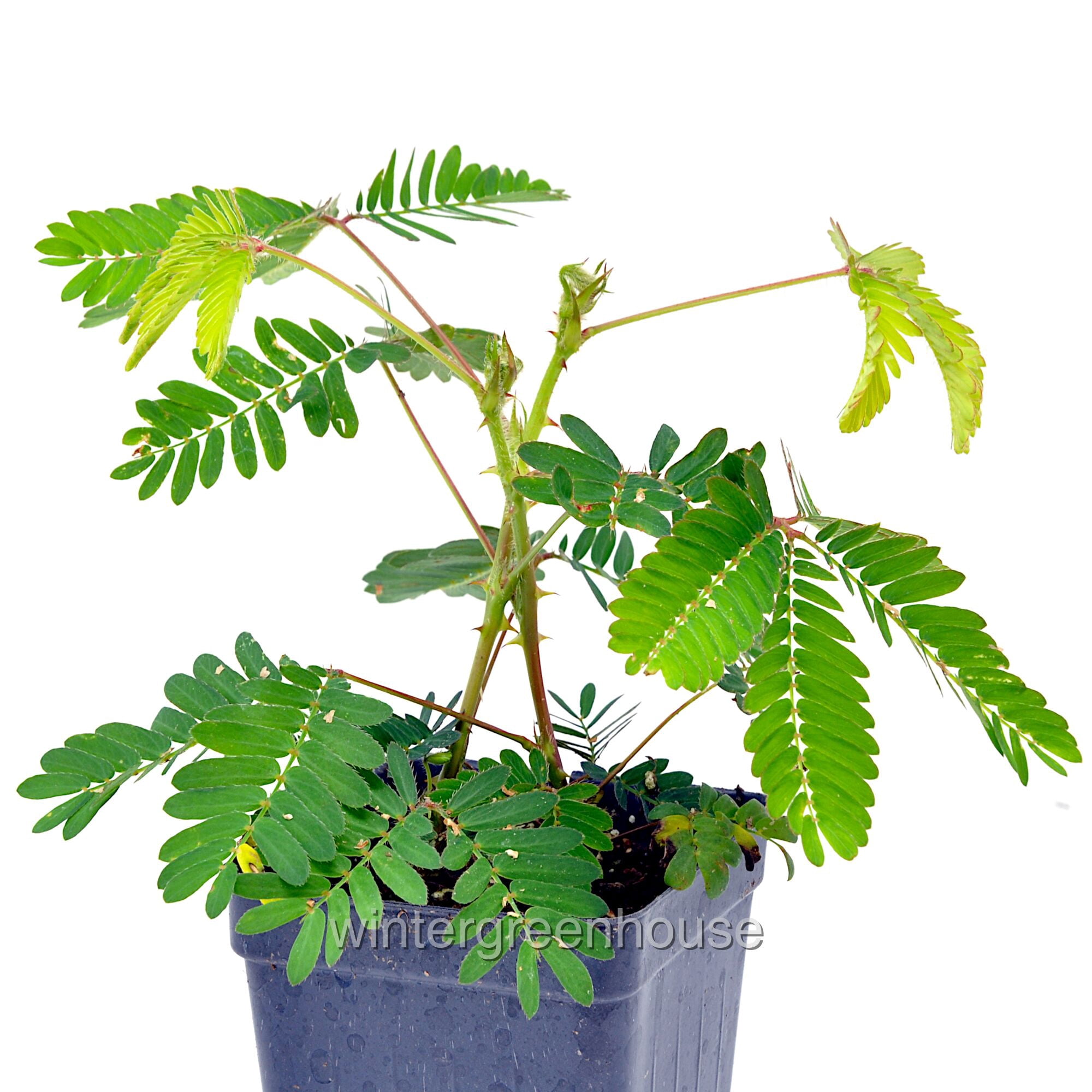 Mimosa Pudica Fairy Sensitive Plant - Live Indoor Houseplant, Real