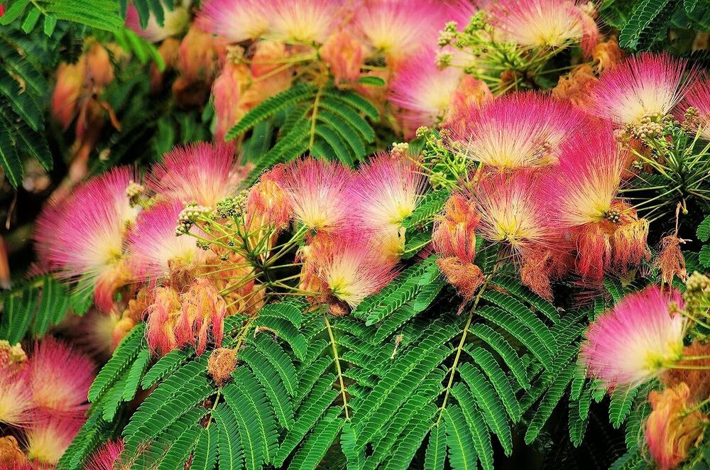 Mimosa Silk Tree, julibrissin, 50 Seeds (Fast, Hardy, Showy