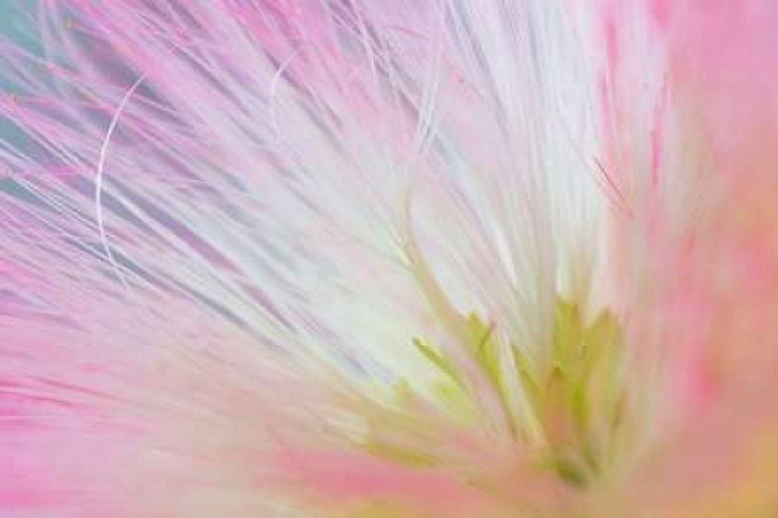 Mimosa Tree Blossom I Canvas Art - Kathy Mahan (12 x 18)