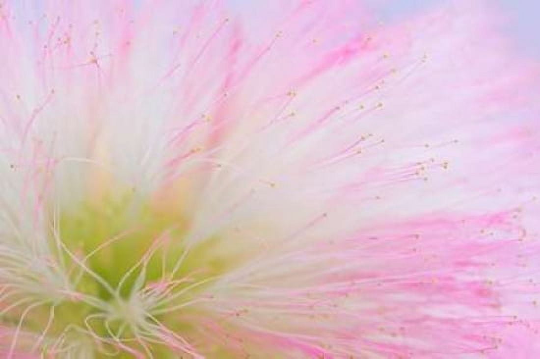 Mimosa Tree Blossom II Canvas Art - Kathy Mahan (24 x 36)