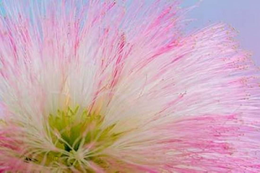Mimosa Tree Blossom III Canvas Art - Kathy Mahan (24 x 36)